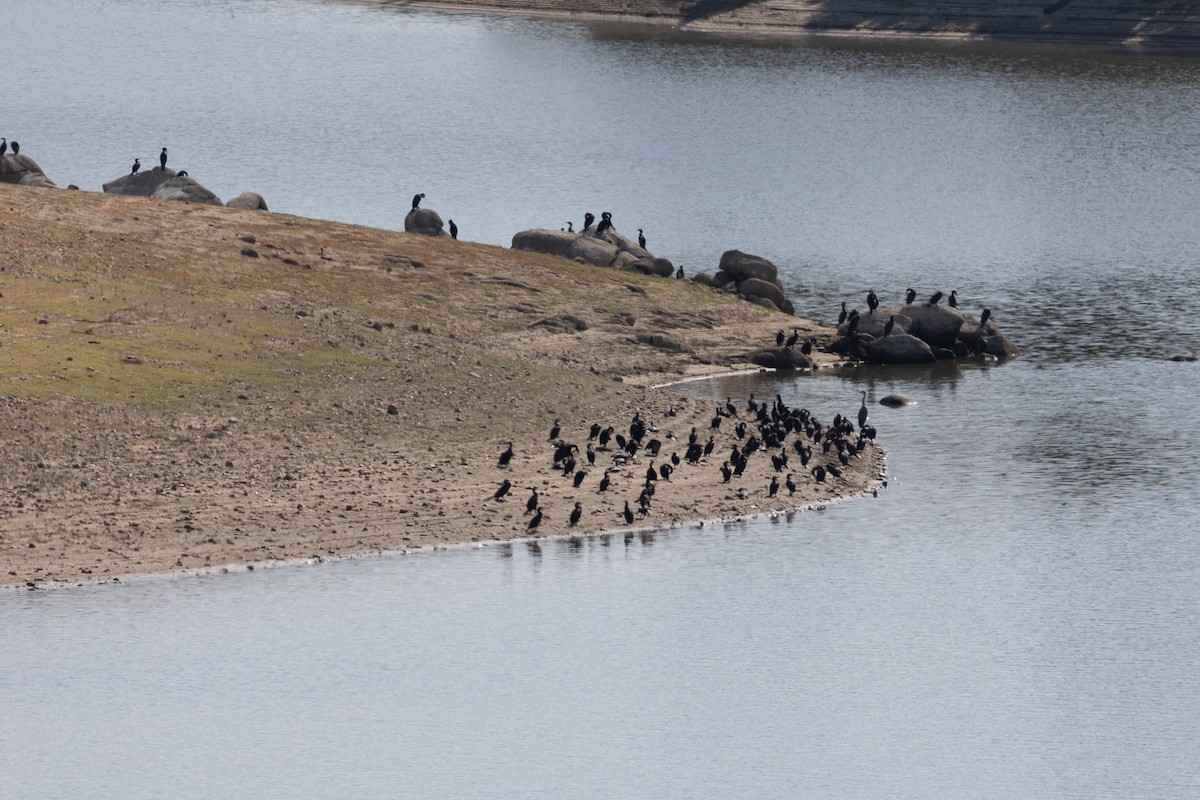 Great Cormorant - ML623041371