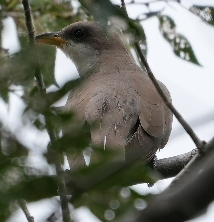 Yellow-billed Cuckoo - ML623041420