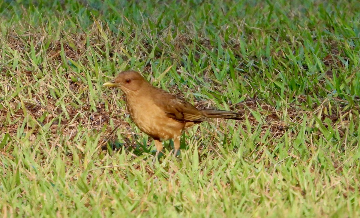 Clay-colored Thrush - ML623041428