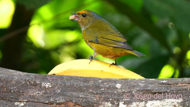 Orange-bellied Euphonia - ML623041456