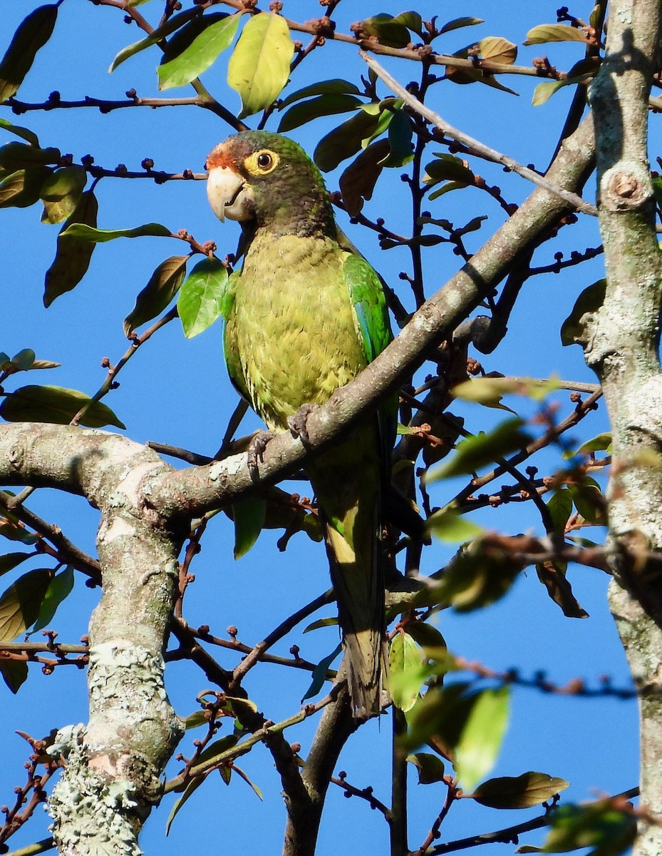 Orange-fronted Parakeet - ML623041470