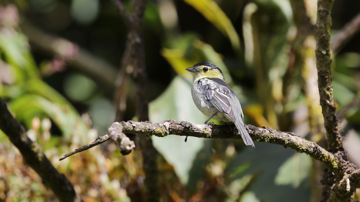 Barred Becard - ML623041490