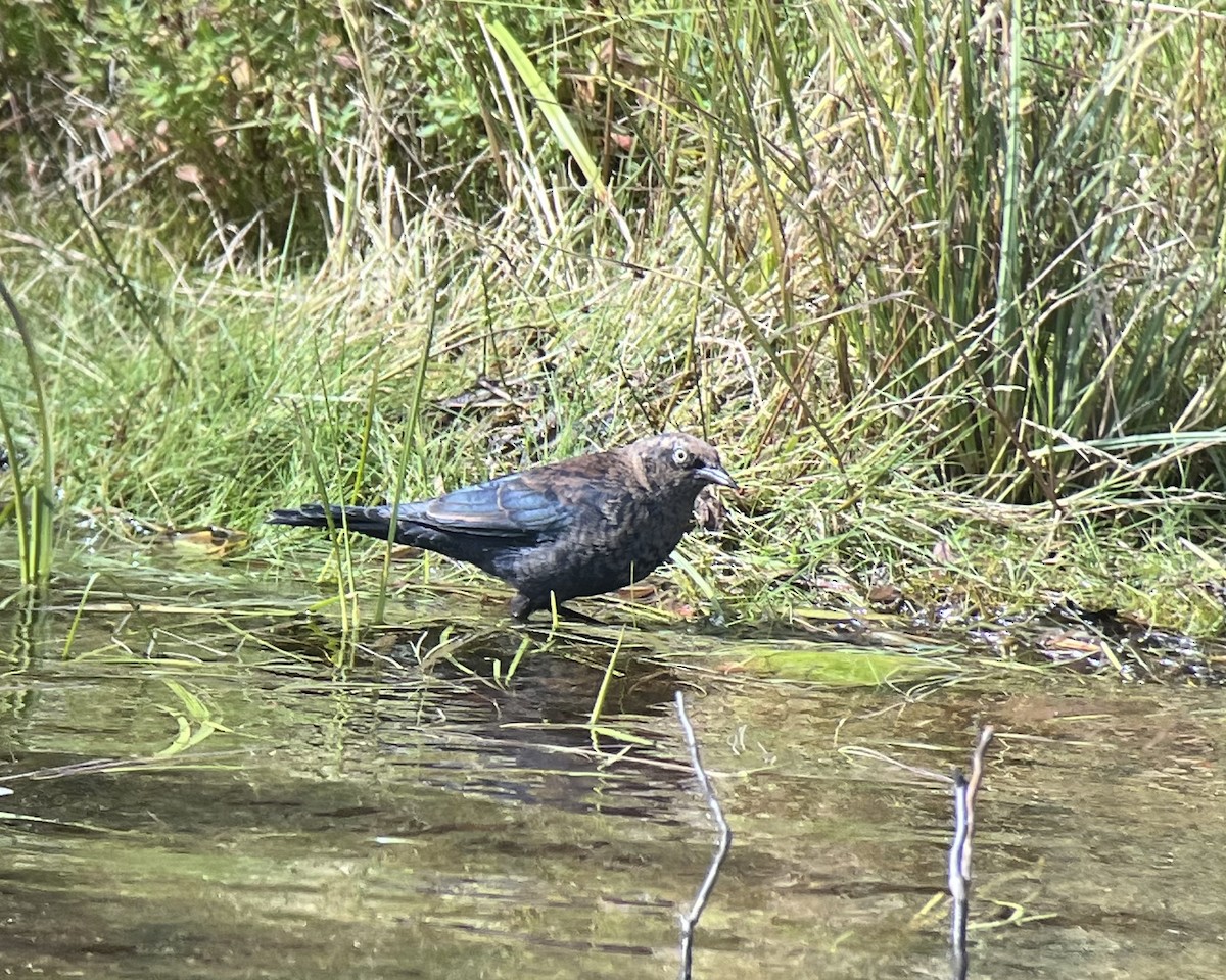 Rusty Blackbird - ML623041503