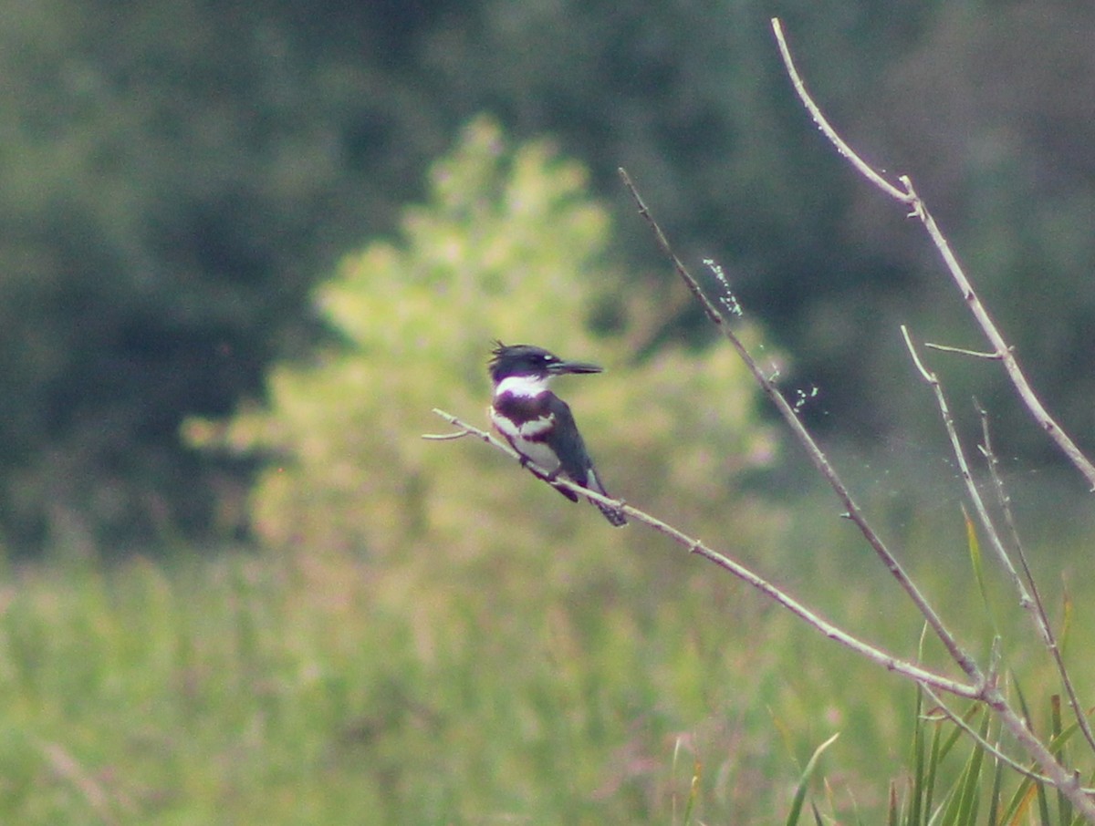 Belted Kingfisher - ML623041520