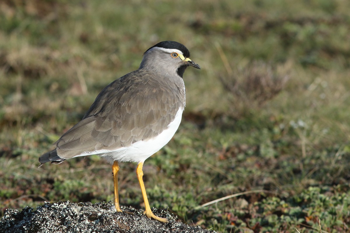 Spot-breasted Lapwing - ML623041525