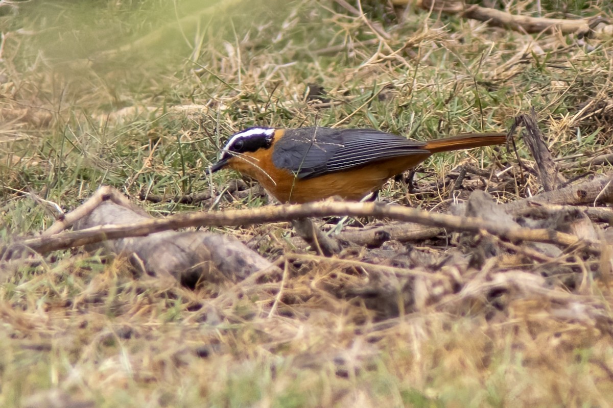 White-browed Robin-Chat - ML623041534