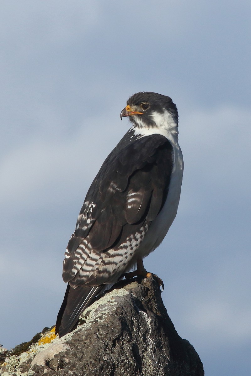 Augur Buzzard - ML623041536