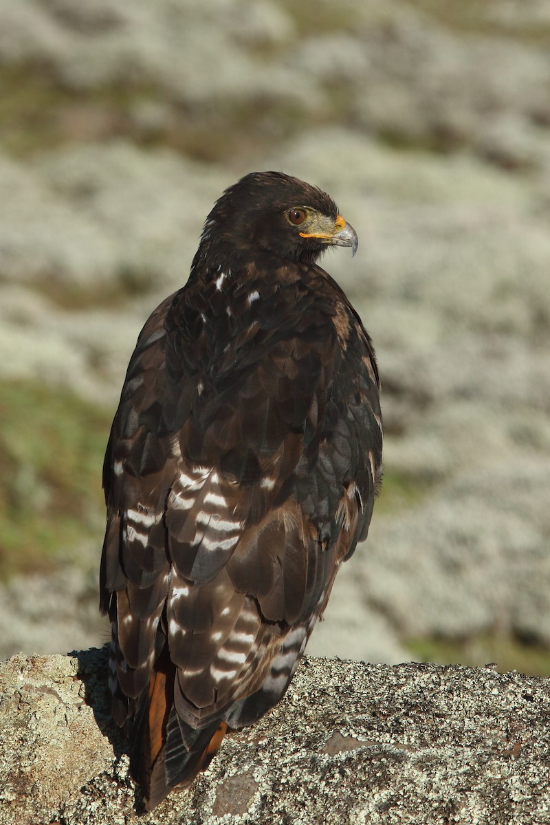 Augur Buzzard - ML623041537