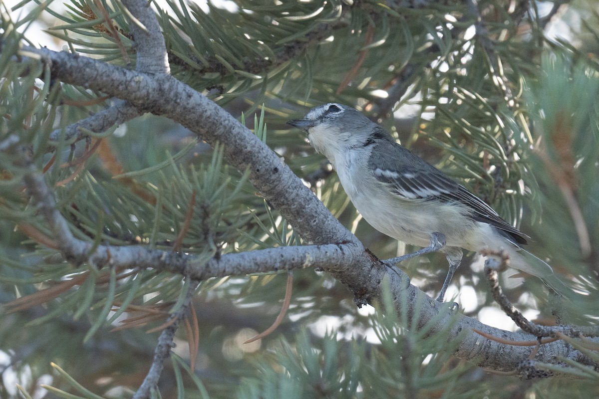 Plumbeous Vireo - ML623041558