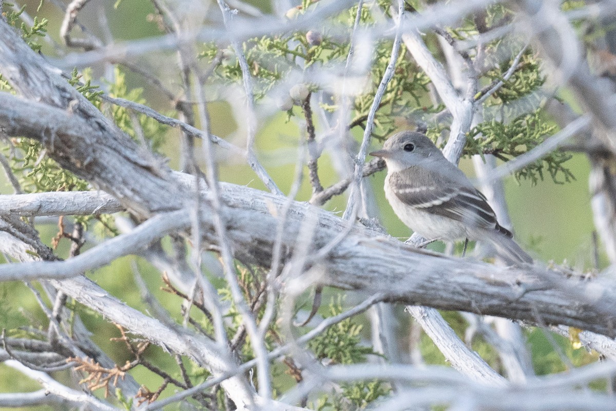 Gray Flycatcher - ML623041560