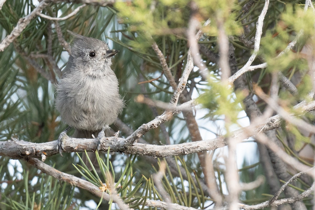 Juniper Titmouse - ML623041561