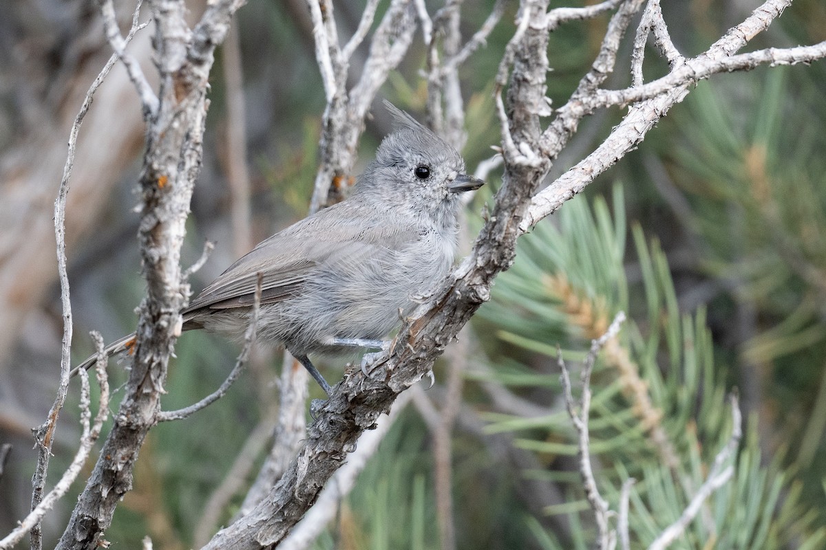 Juniper Titmouse - ML623041562