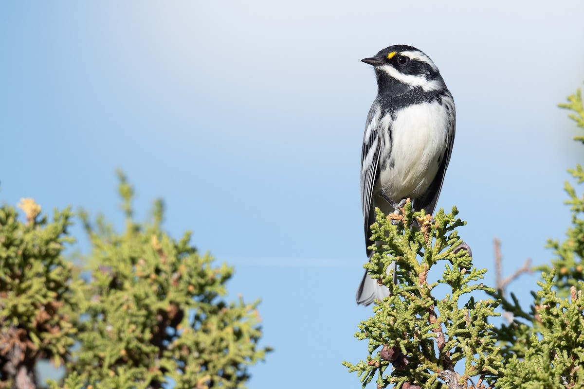 Black-throated Gray Warbler - ML623041563