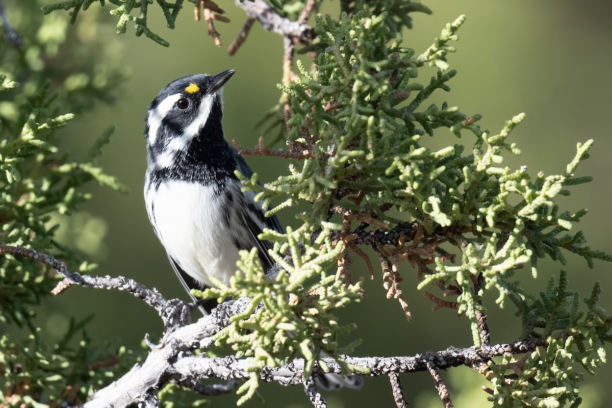 Black-throated Gray Warbler - Ben  Lucking