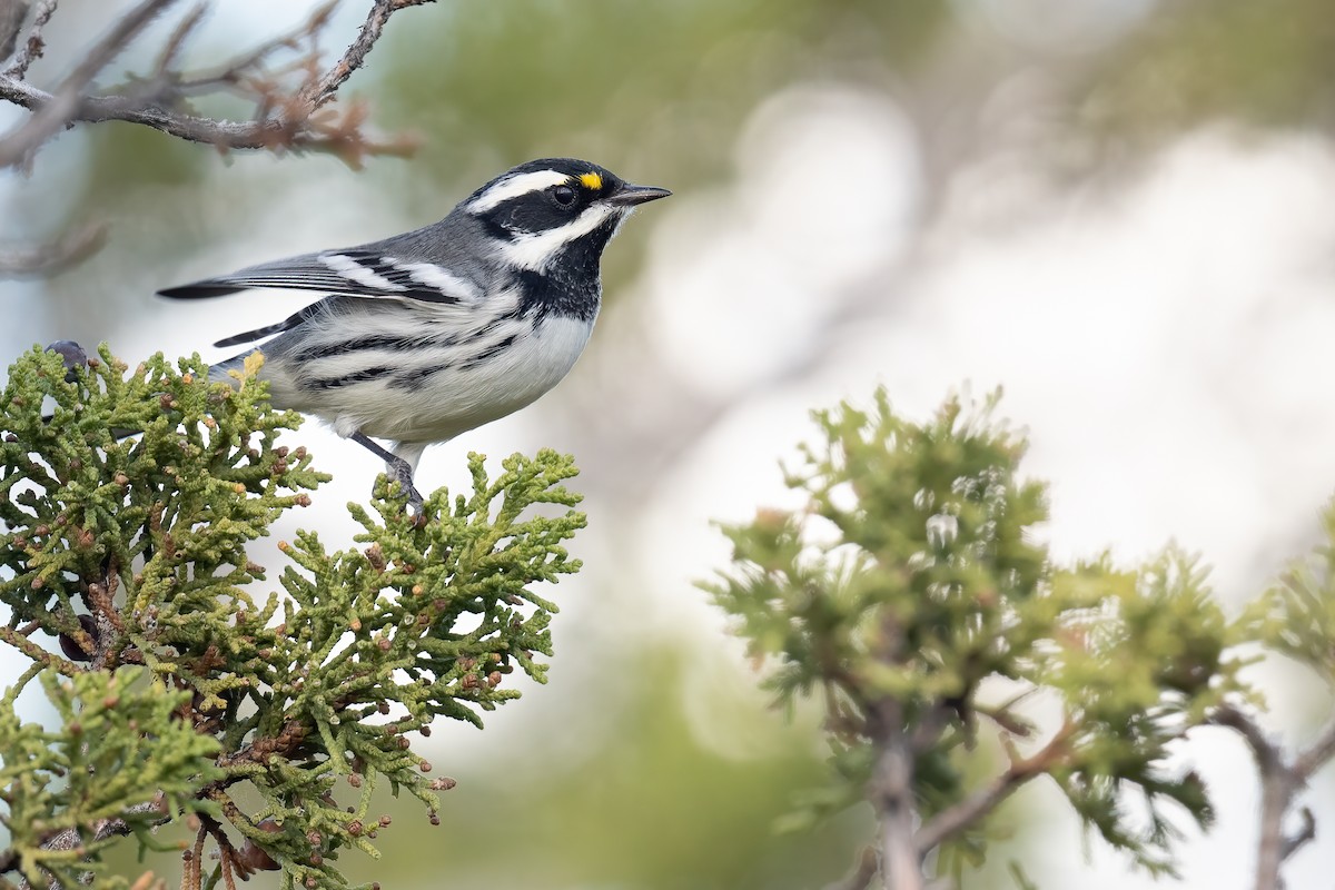 Black-throated Gray Warbler - ML623041565