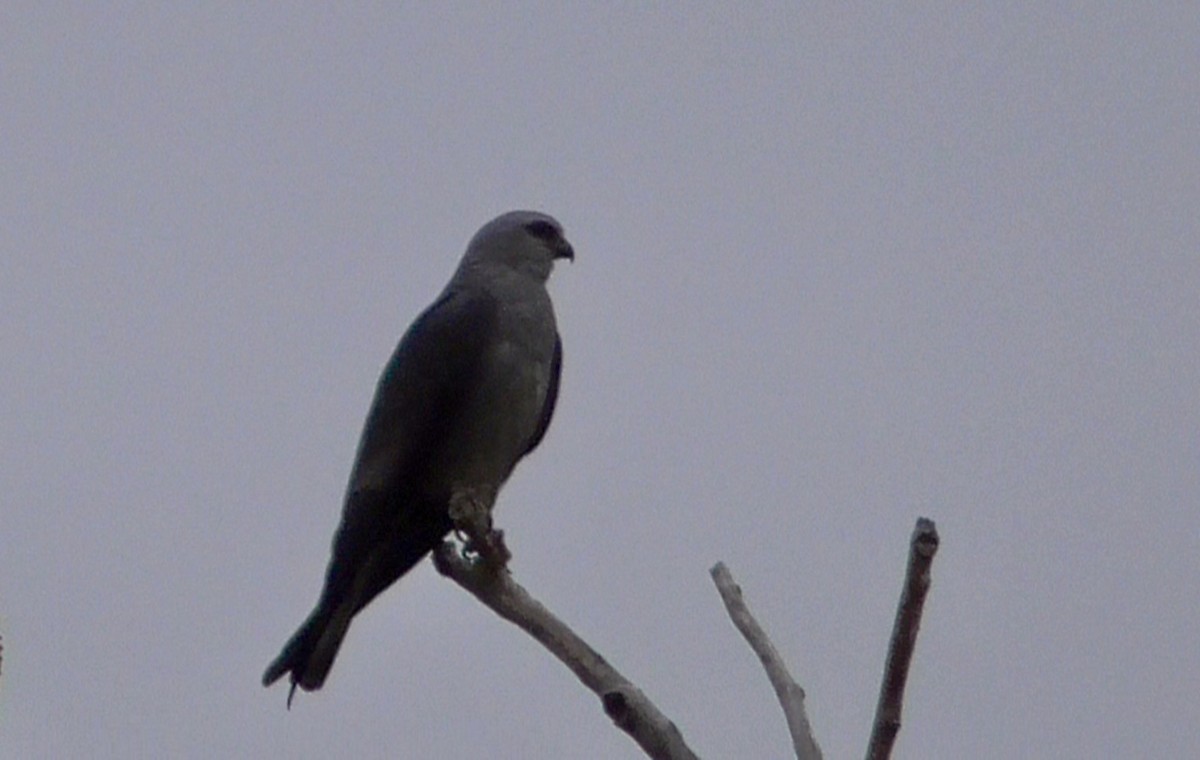 Mississippi Kite - ML623041566