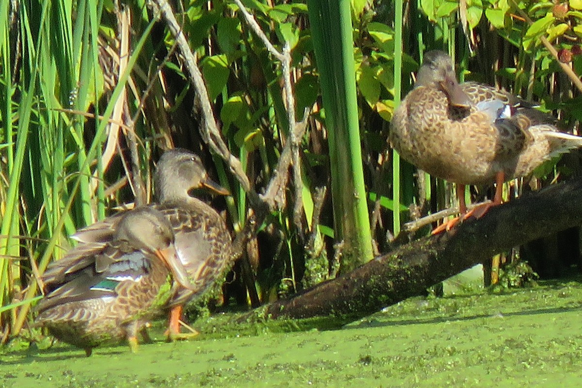 Northern Shoveler - ML623041576