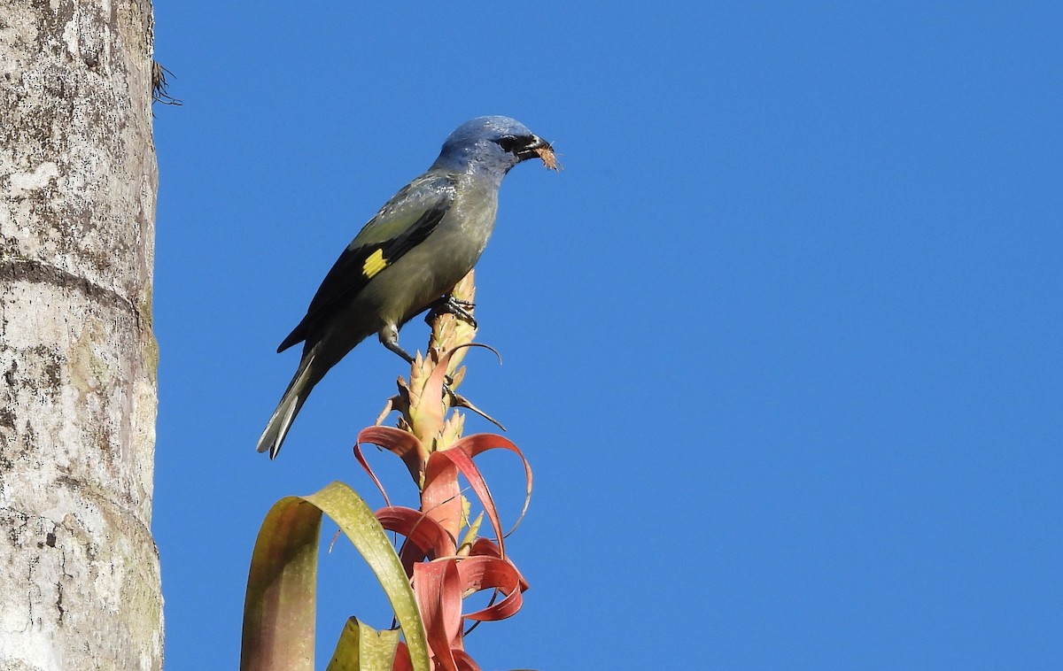 Yellow-winged Tanager - ML623041666