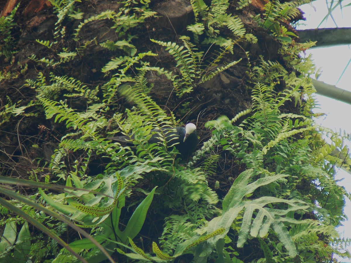 White-crowned Pigeon - ML623041705