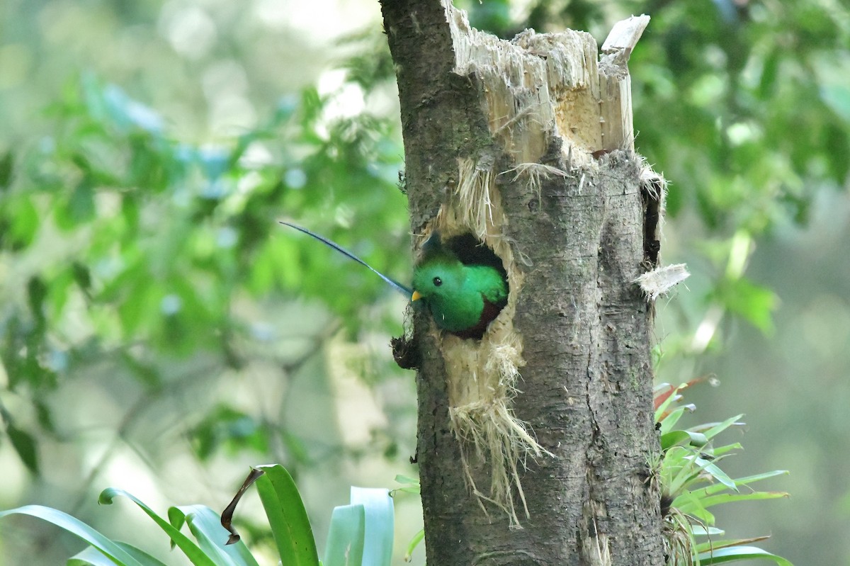 Resplendent Quetzal - ML623041737