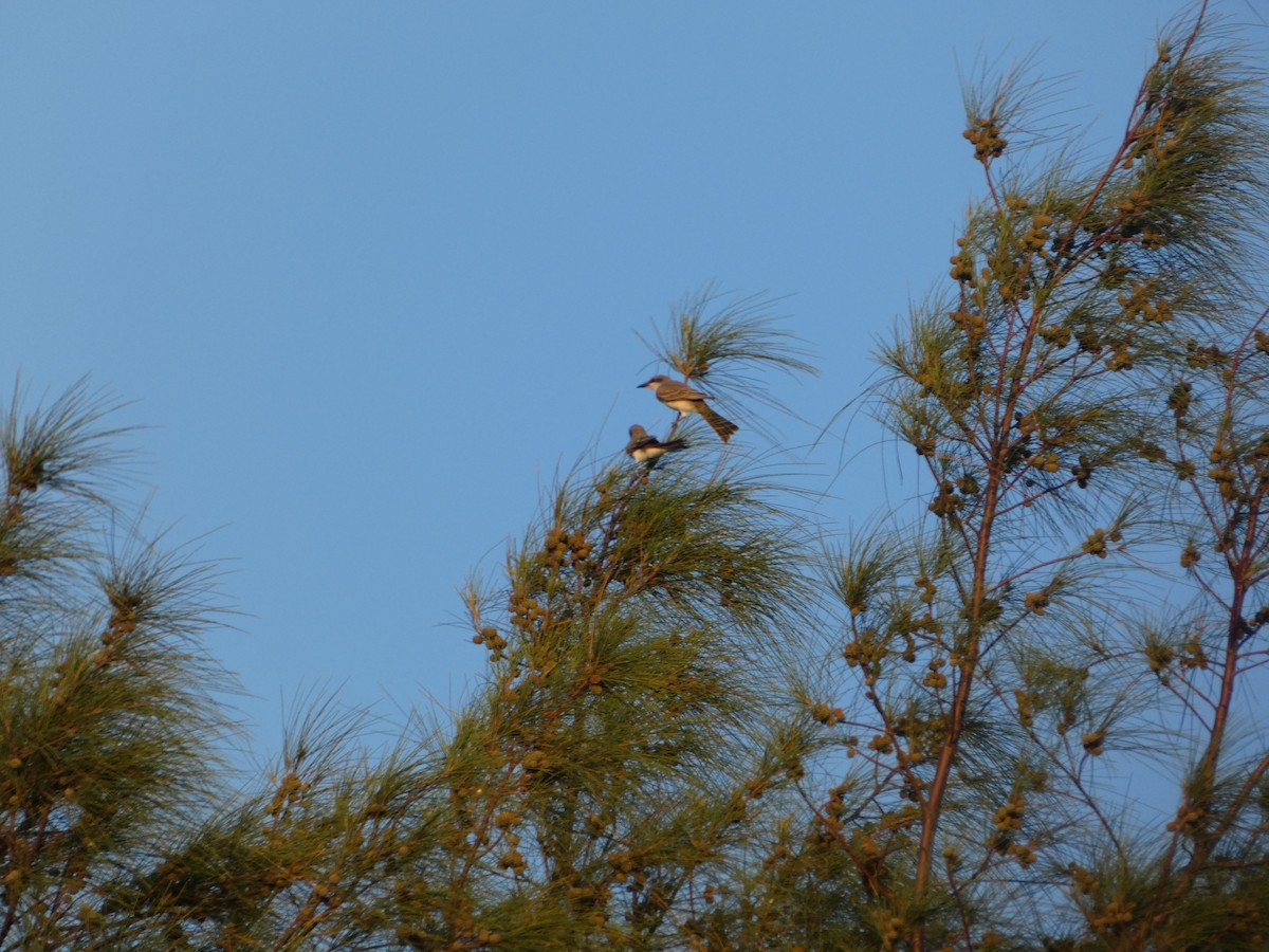 Gray Kingbird - ML623041741