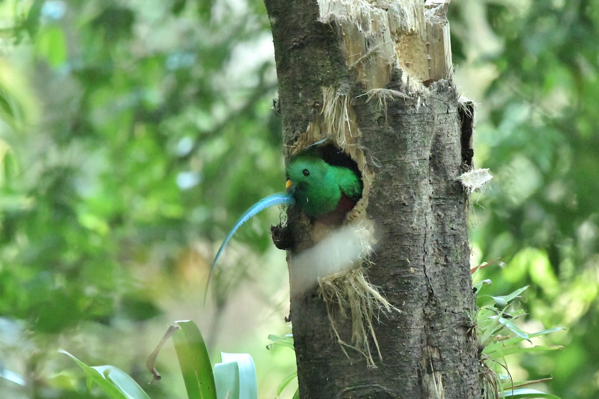 Resplendent Quetzal - ML623041746