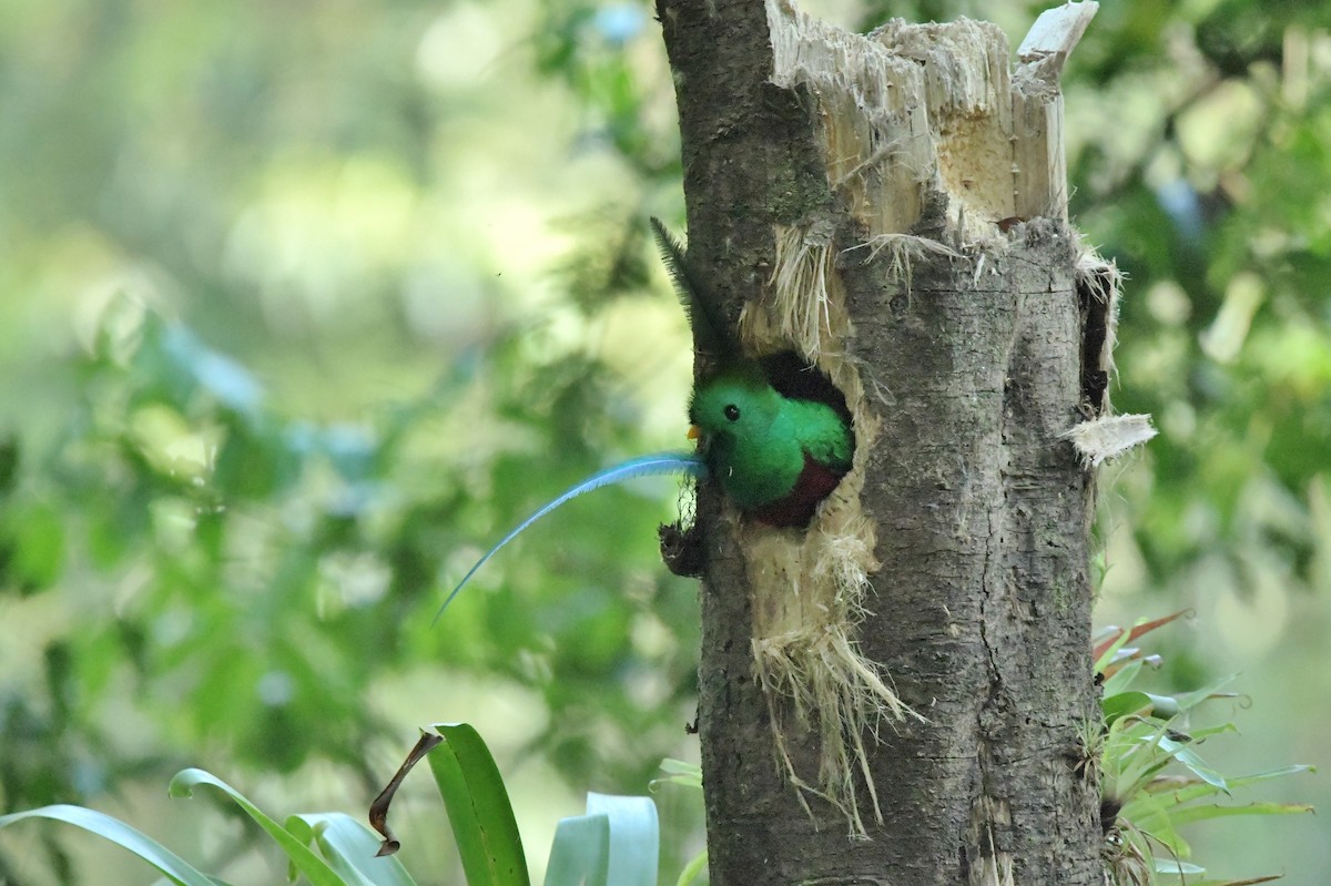 Resplendent Quetzal - ML623041748