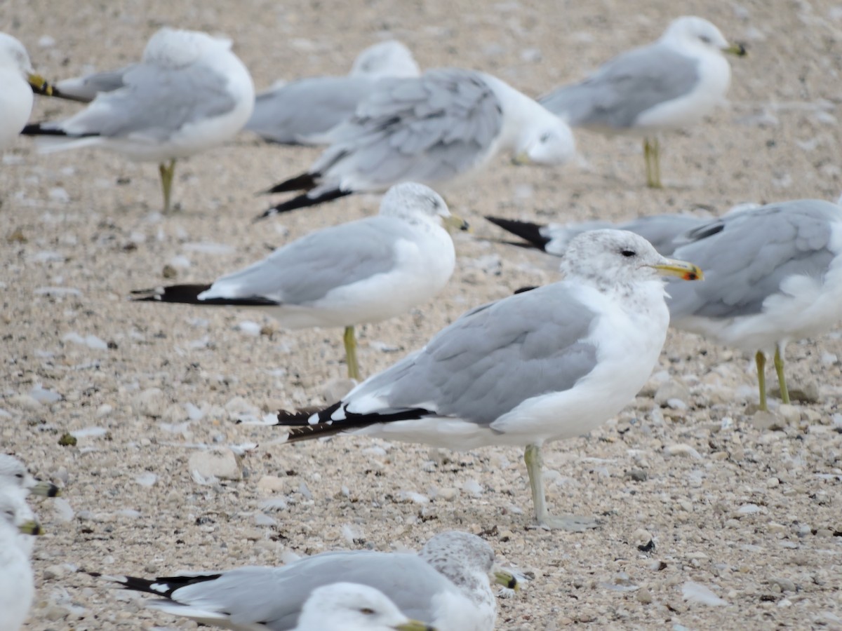 California Gull - ML623041762