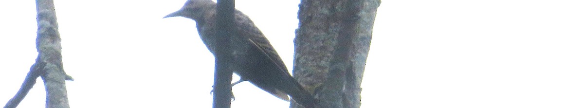 Northern Flicker - ML623041787