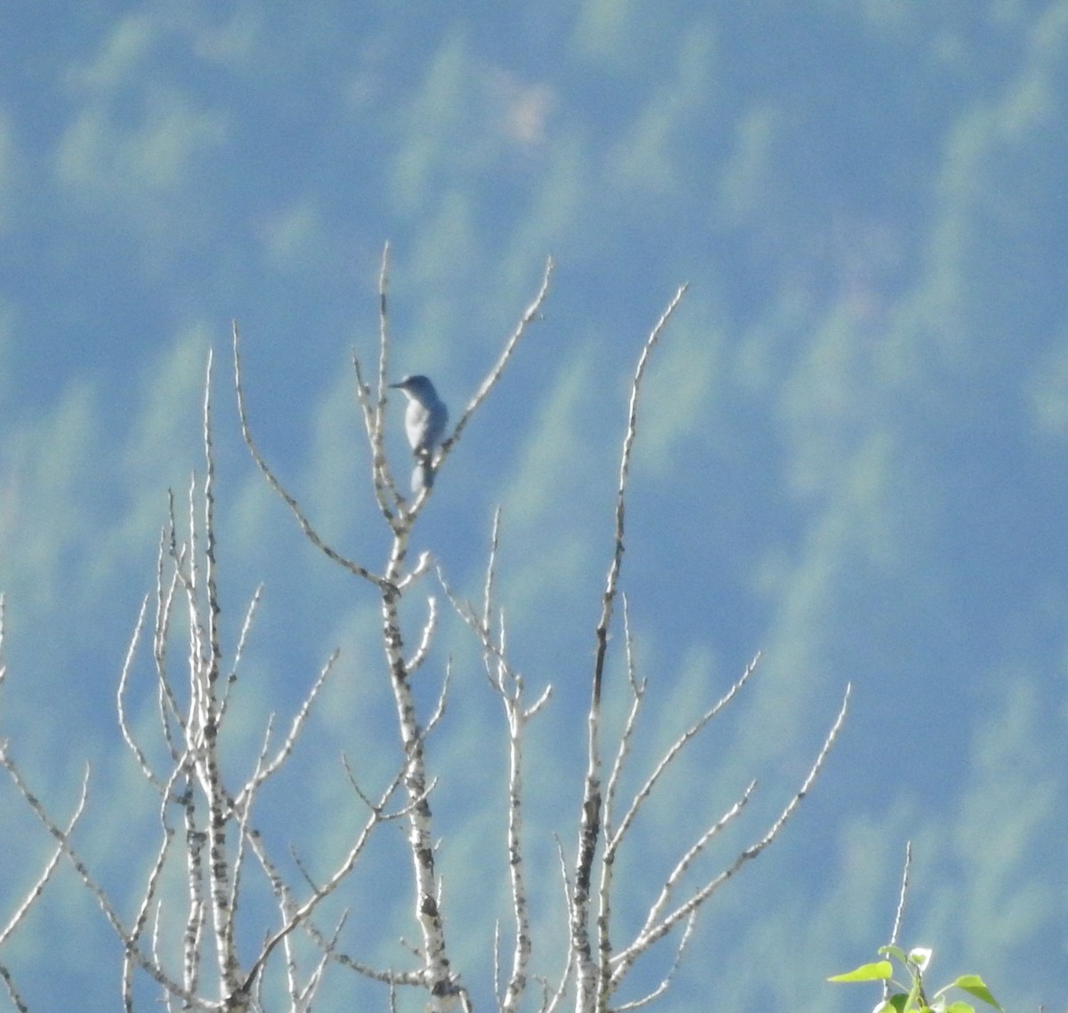 Geai des pinèdes - ML623041846