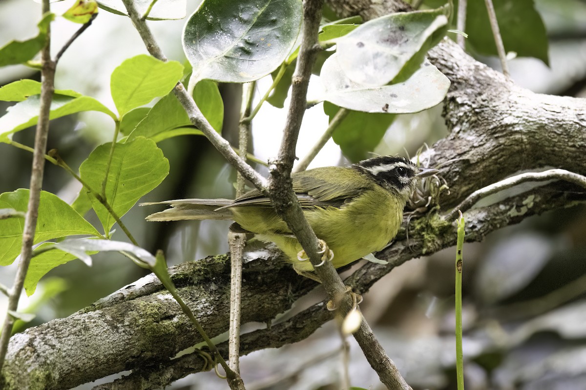 Three-striped Warbler - ML623041856