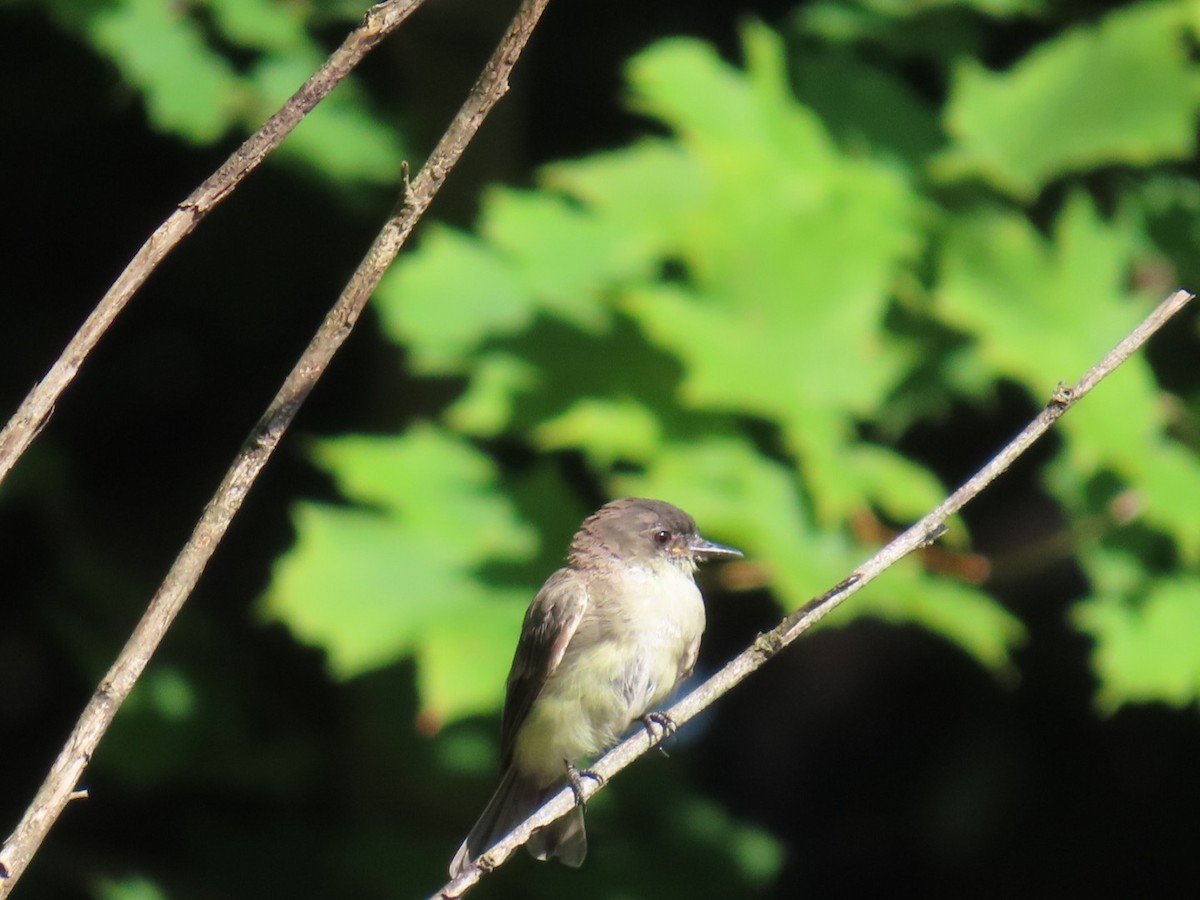 Eastern Phoebe - ML623041869