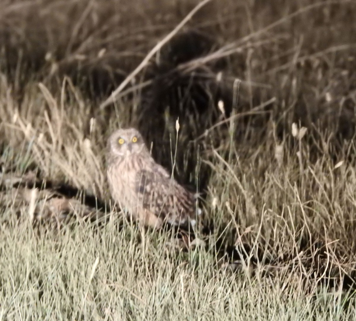 Short-eared Owl - ML623041872