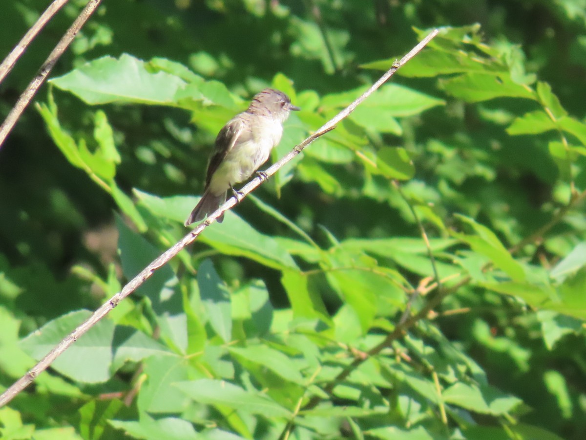 Eastern Phoebe - ML623041877