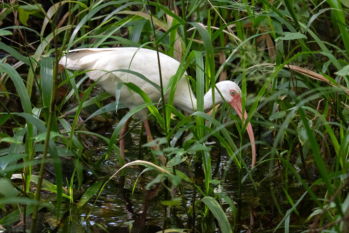 White Ibis - ML623041919