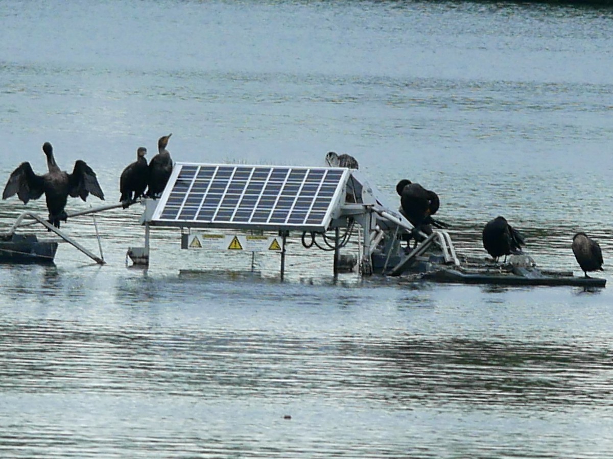 Double-crested Cormorant - ML623041964