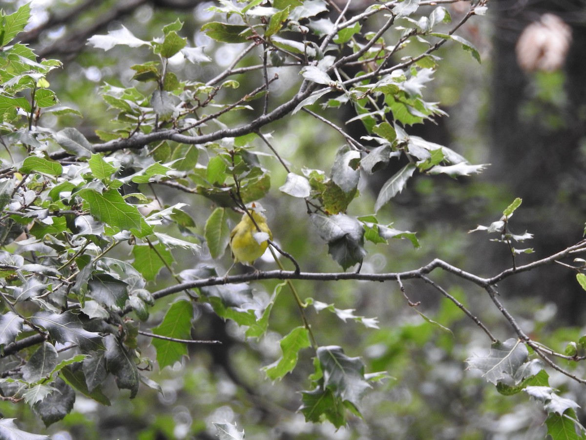 Gray-hooded Warbler - ML623041982