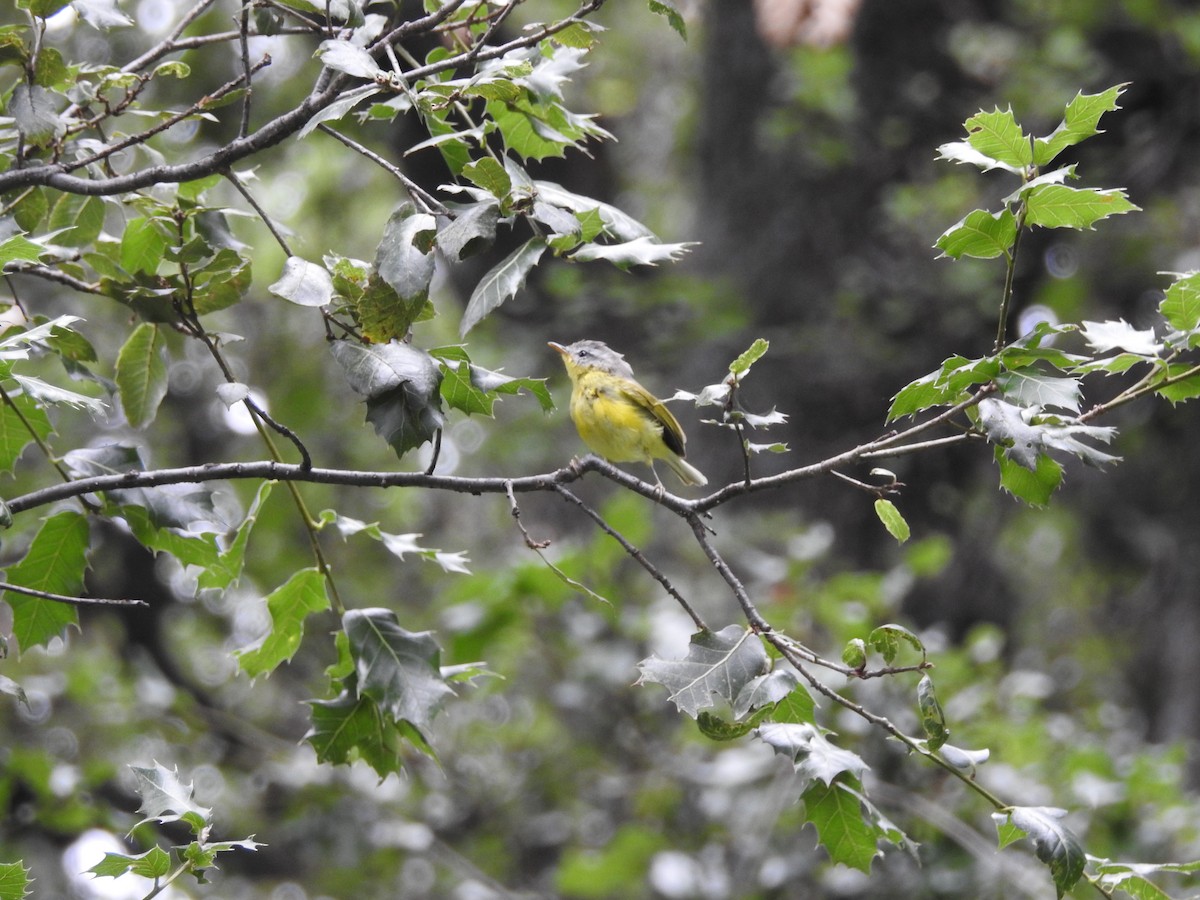 Gray-hooded Warbler - ML623041983