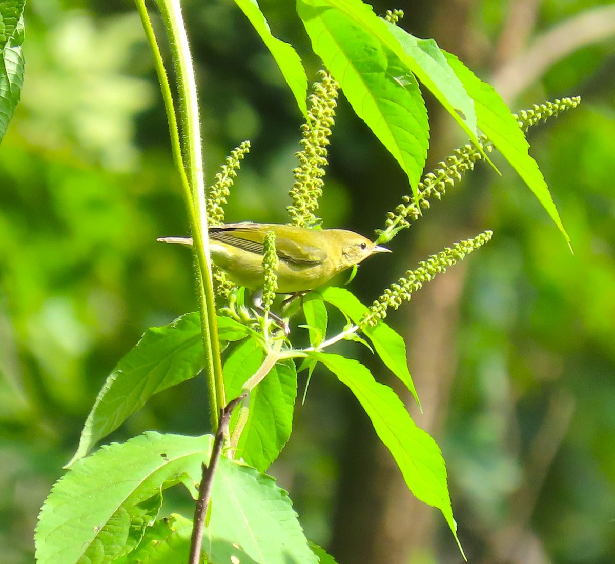 Tennessee Warbler - ML623041987