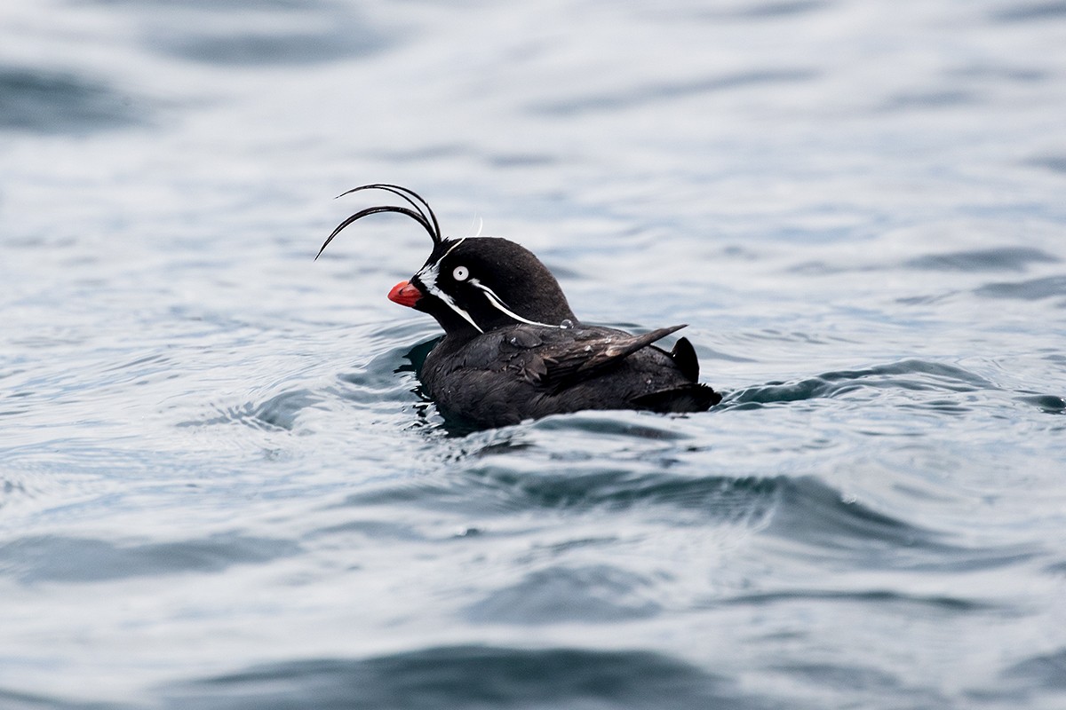 Whiskered Auklet - ML62304201