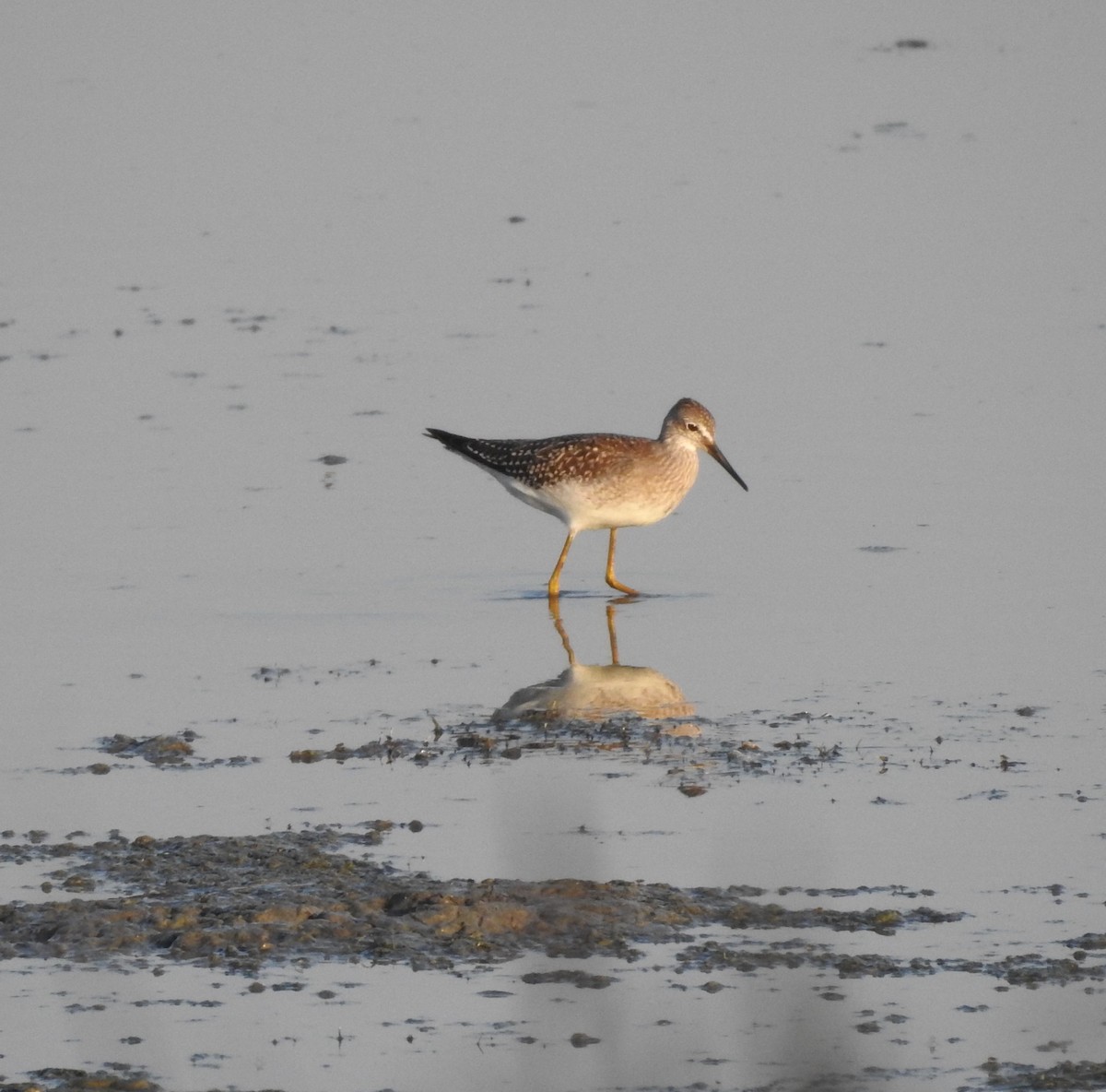 Lesser Yellowlegs - ML623042020