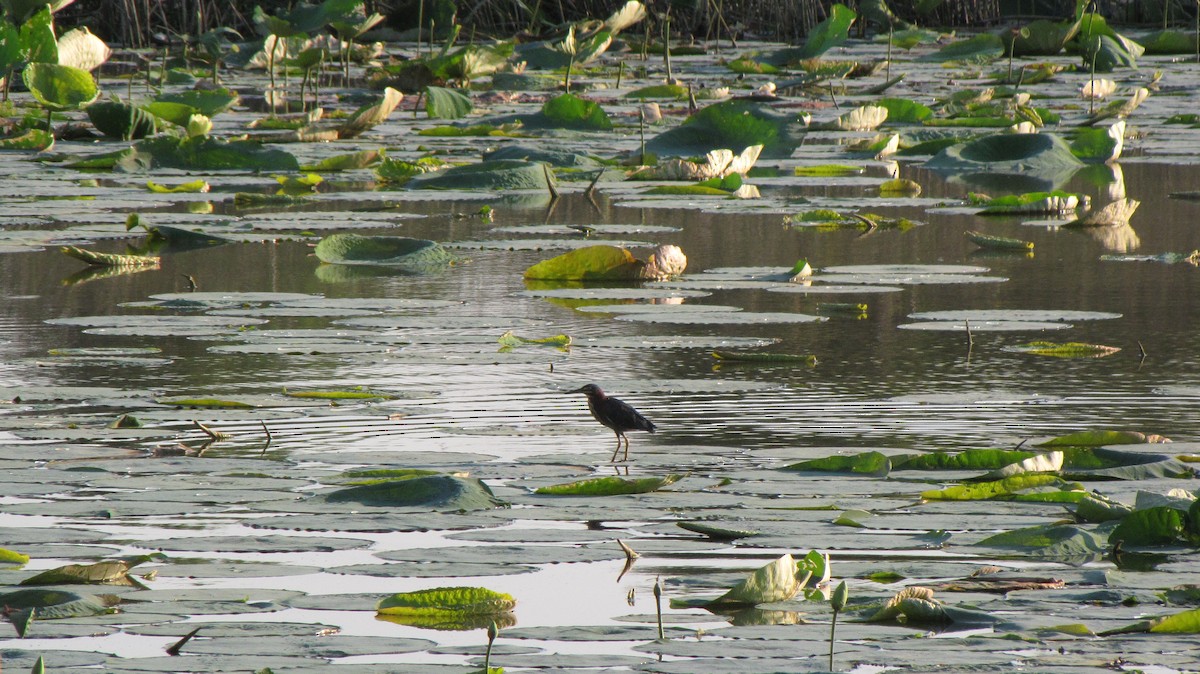 Green Heron - Sheila Sawyer