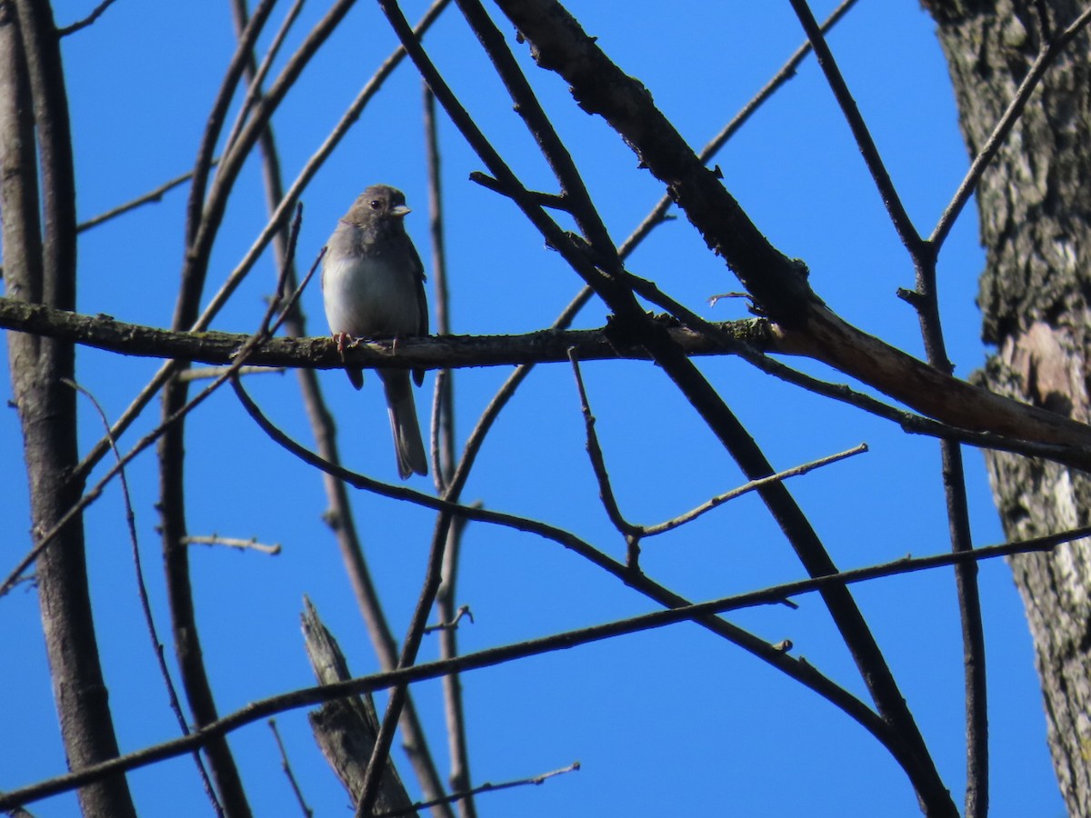 vinterjunko (hyemalis/carolinensis) - ML623042036