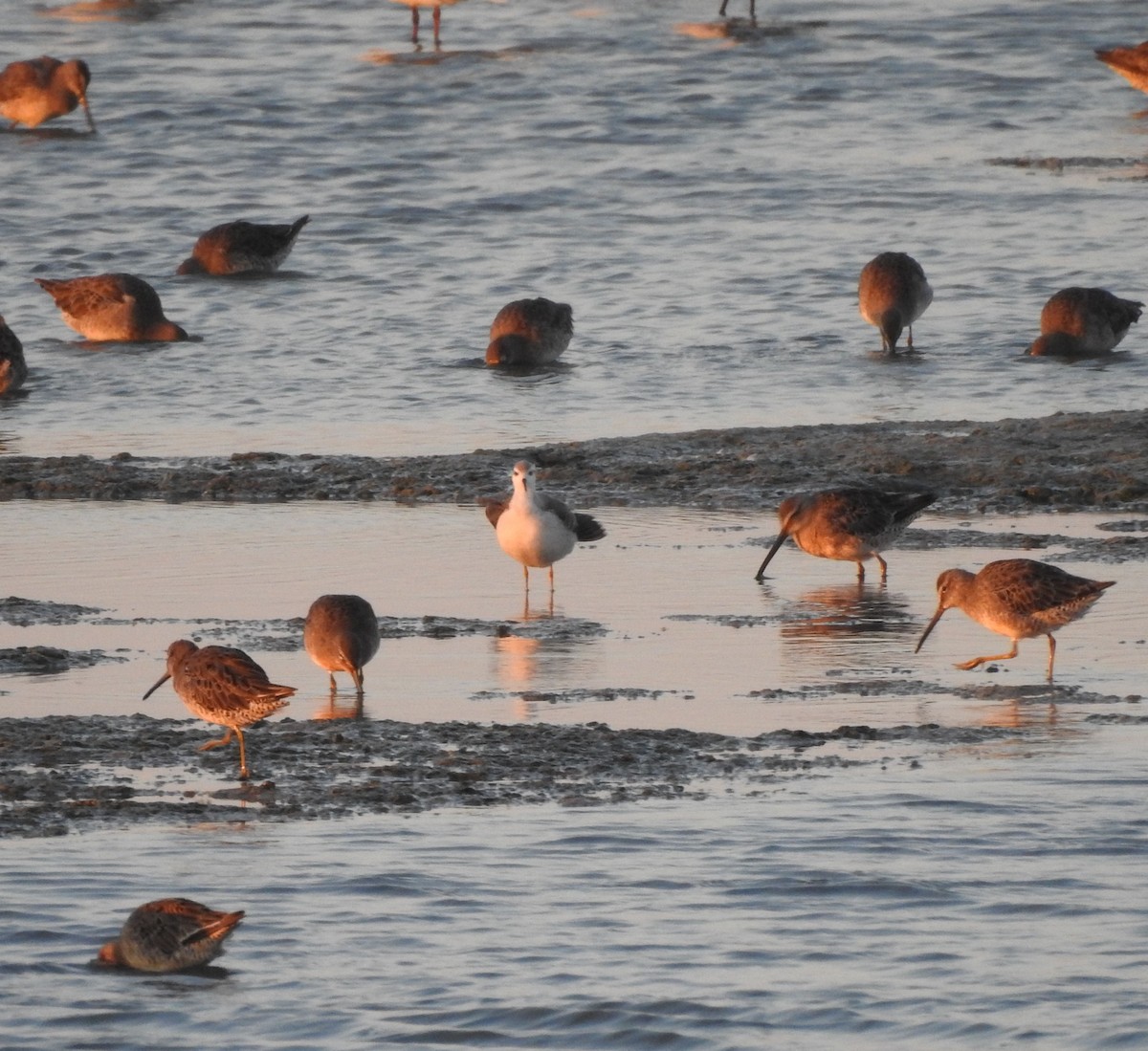 Wilson's Phalarope - ML623042041