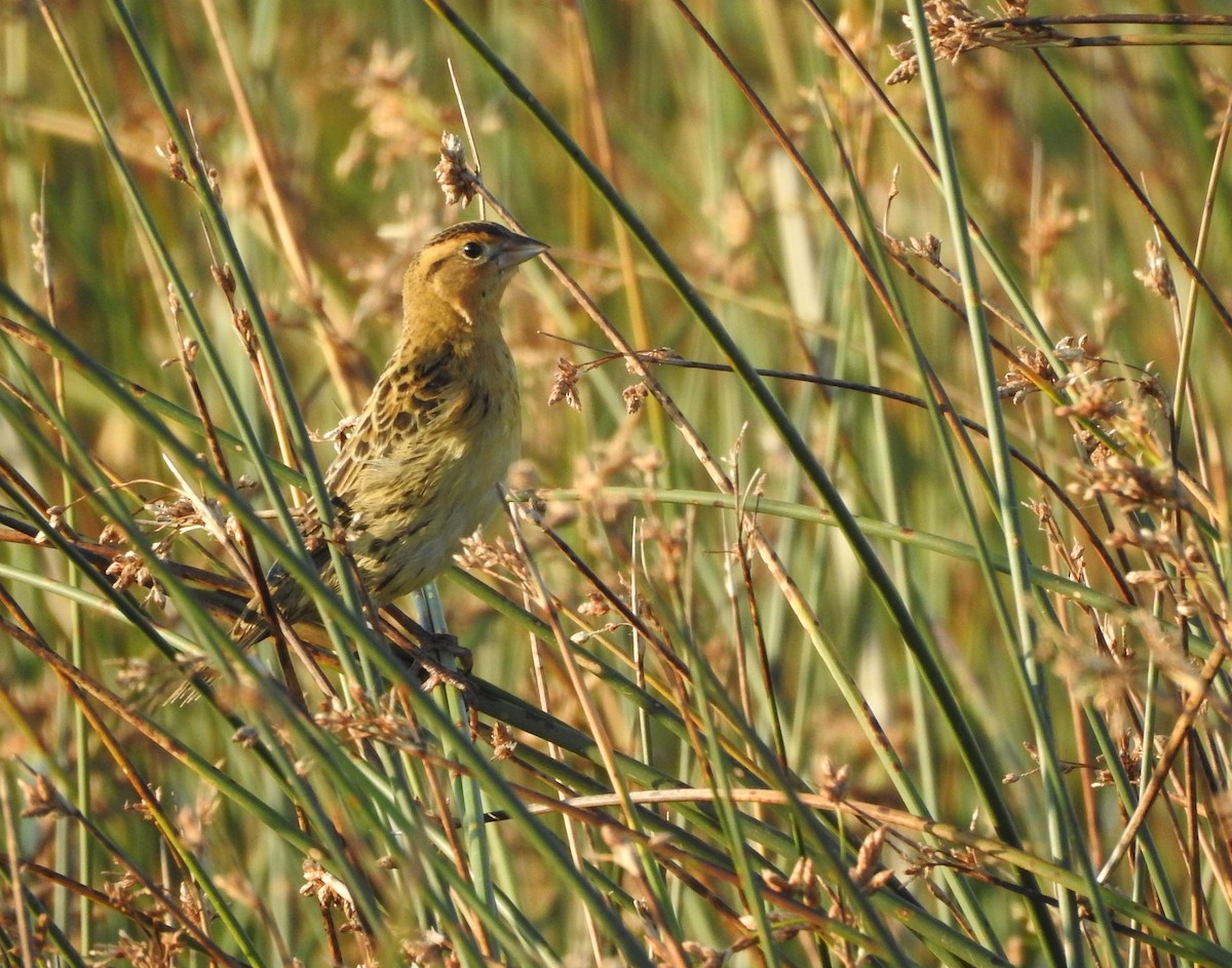 Bobolink - ML623042051