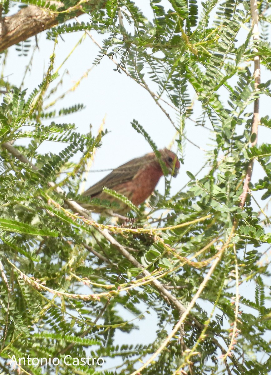 House Finch - ML623042052