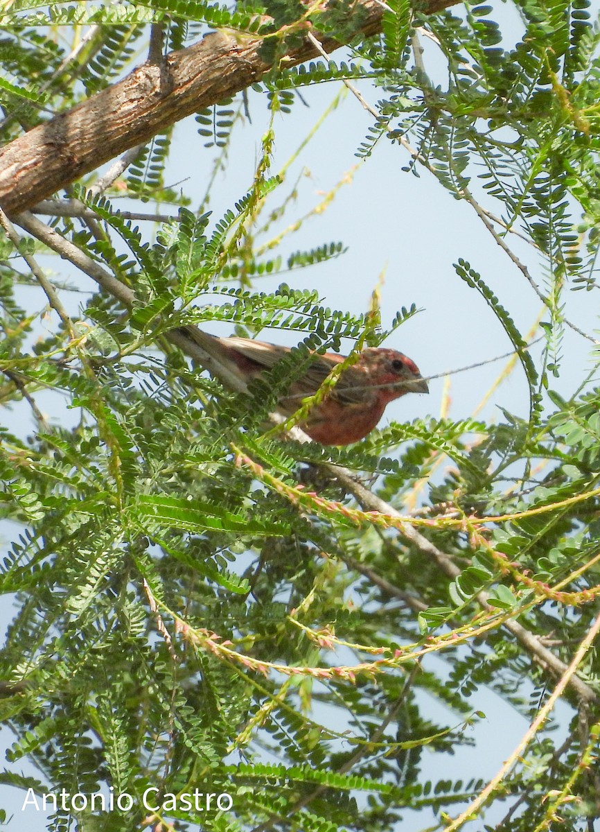 House Finch - Juan Antonio Castro Peralta