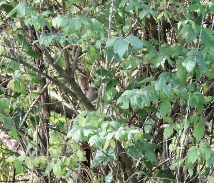 Northern House Wren - ML623042060