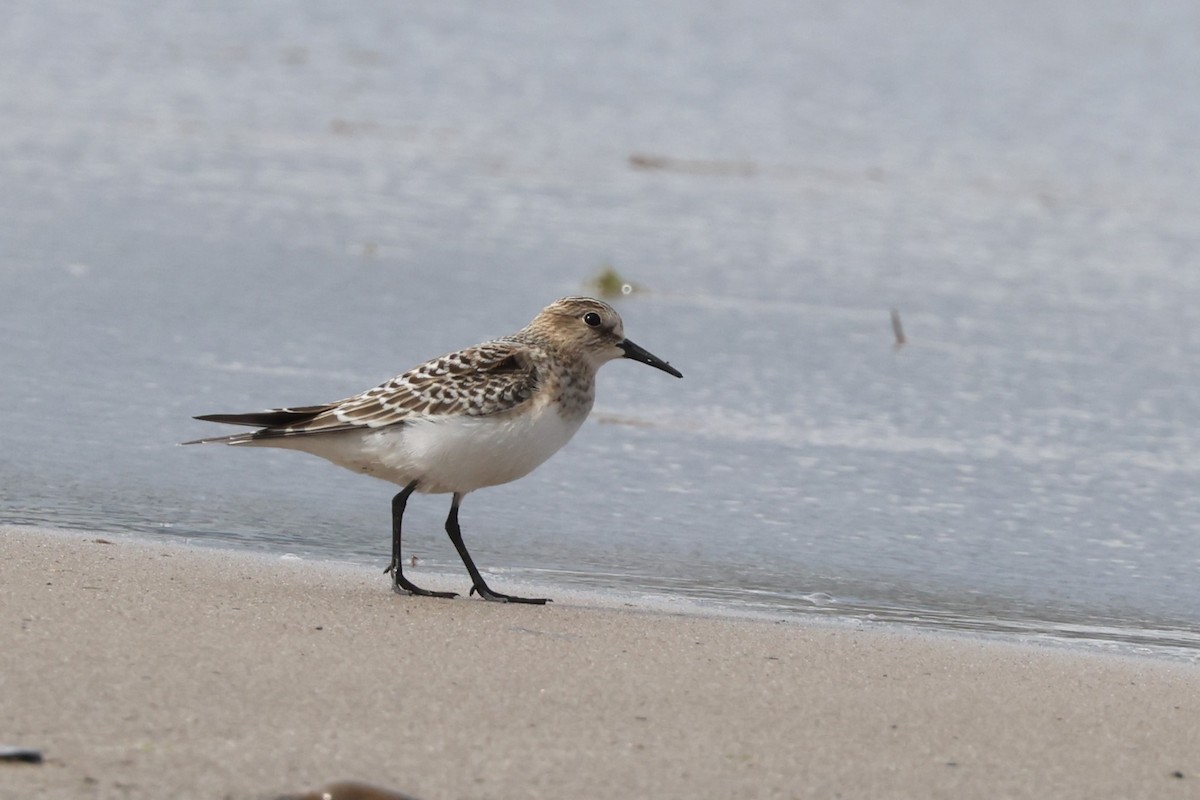 Baird's Sandpiper - Charlie Kaars