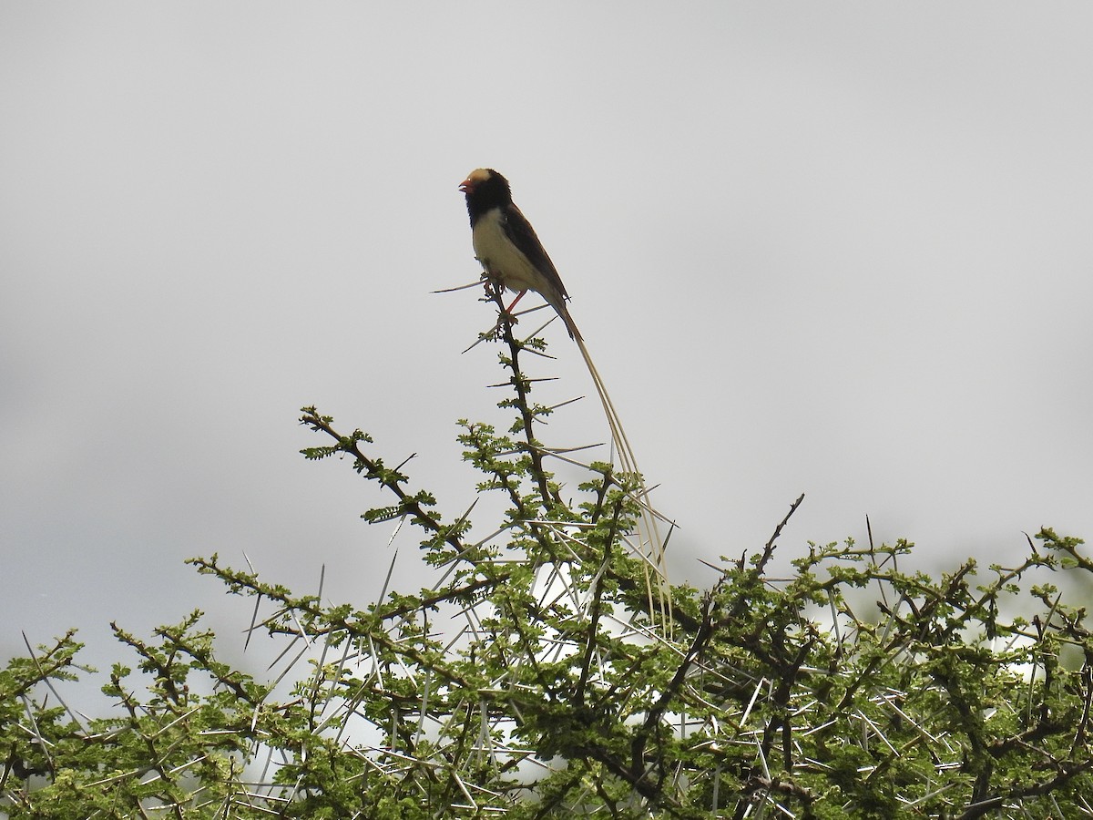 Straw-tailed Whydah - ML623042164